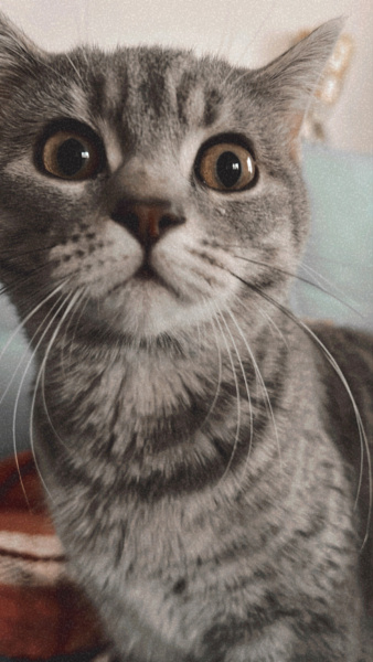 British Shorthair, Kedi  Işık fotoğrafı