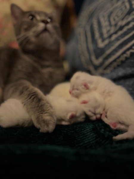 British Shorthair, Kedi  Işık fotoğrafı