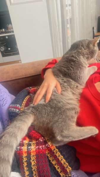 British Shorthair, Kedi  Işık fotoğrafı