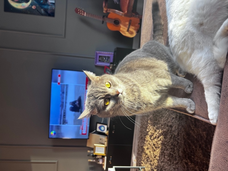 British Shorthair, Kedi  Işık fotoğrafı
