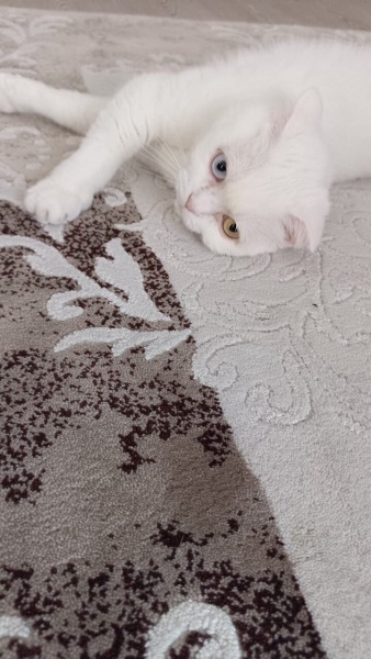 Scottish Fold, Kedi  Pamuk fotoğrafı