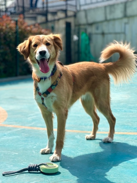 Golden Retriever, Köpek  Lora fotoğrafı
