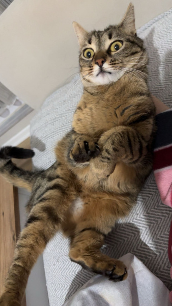 Tekir Kedi, Kedi  Fıstık fotoğrafı