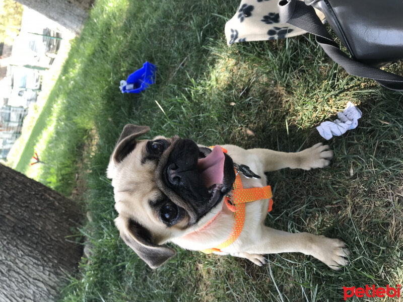 Pug, Köpek  Frank fotoğrafı