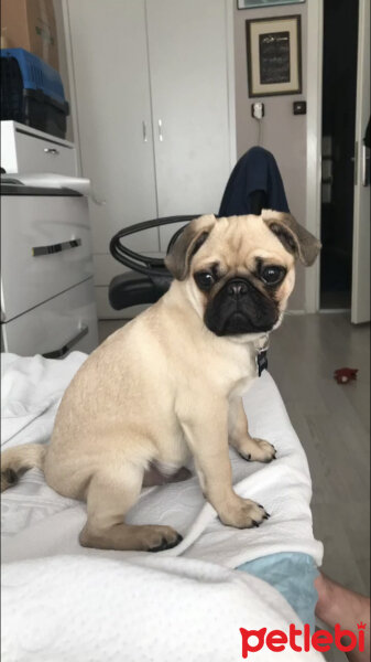 Pug, Köpek  Frank fotoğrafı