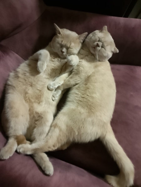 Scottish Fold, Kedi  Dino fotoğrafı