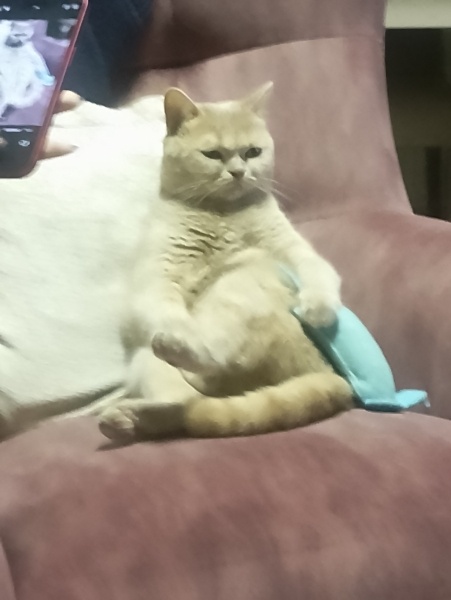 Scottish Fold, Kedi  Kaju fotoğrafı