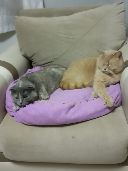 Scottish Fold, Kedi  Çakıl fotoğrafı
