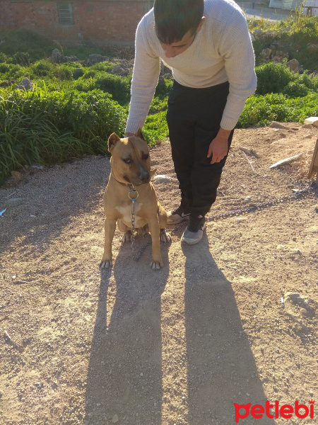 Amerikan Pitbull Terrier, Köpek  Pitbul fotoğrafı