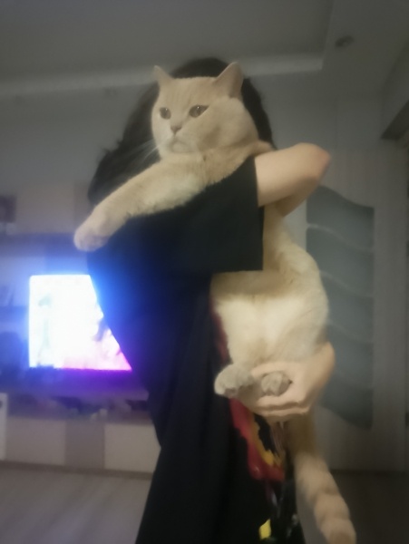 Scottish Fold, Kedi  Lokum fotoğrafı