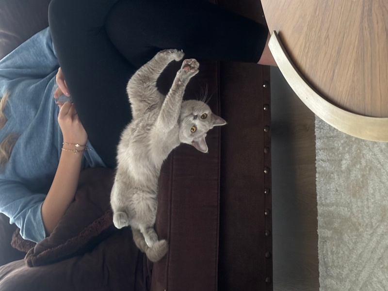 British Shorthair, Kedi  Süt fotoğrafı