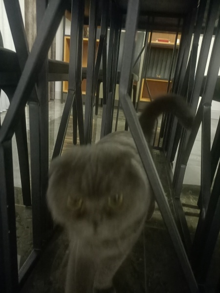 Scottish Fold, Kedi  Linda fotoğrafı