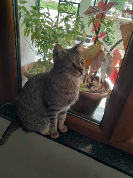 Tekir Kedi, Kedi  Tosbik fotoğrafı