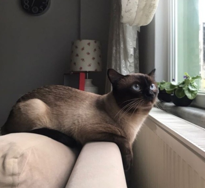 Siyam Kedisi, Kedi  Pedro fotoğrafı