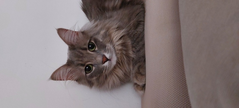 Tekir Kedi, Kedi  Duman fotoğrafı