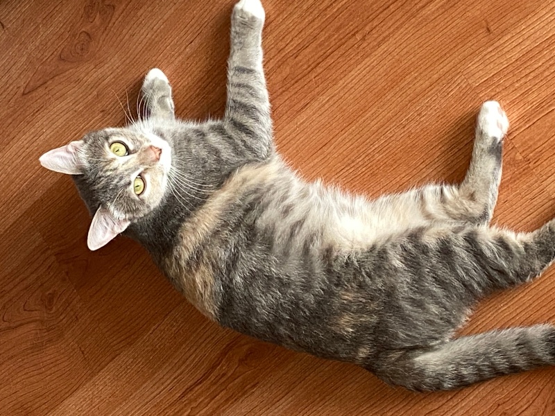 Tekir Kedi, Kedi  Bulut fotoğrafı