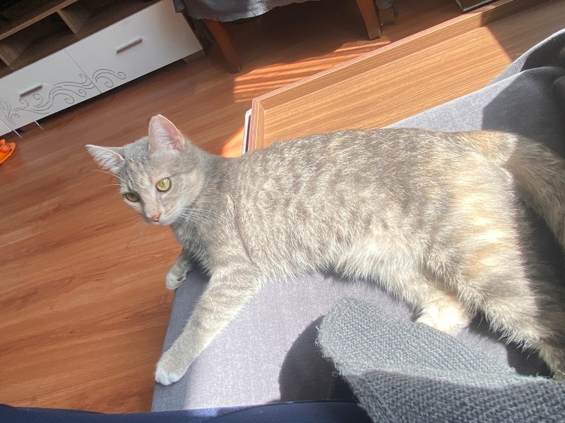 Tekir Kedi, Kedi  Bulut fotoğrafı