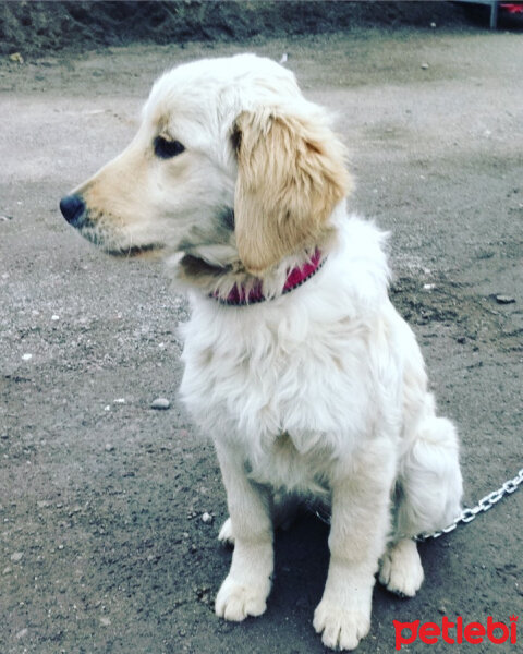 Golden Retriever, Köpek  prenses fotoğrafı