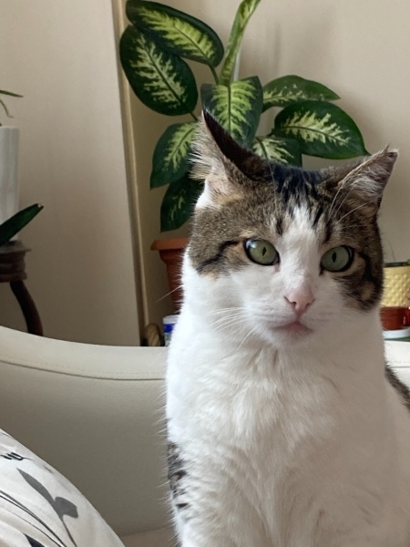 Tekir Kedi, Kedi  Cansu fotoğrafı