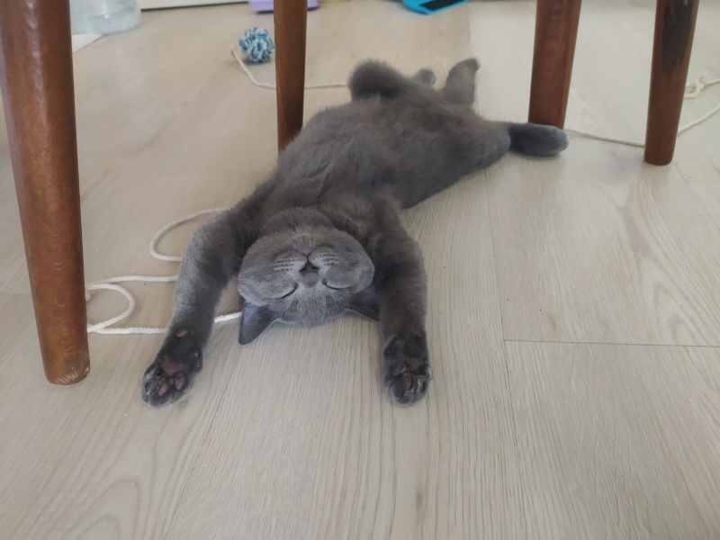 British Shorthair, Kedi  Leyla fotoğrafı