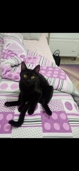 Bombay, Kedi  Zeytin fotoğrafı