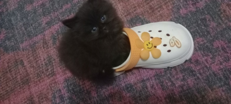 British Shorthair, Kedi  Sans fotoğrafı