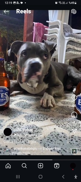 Amerikan Staffordshire Terrier, Köpek  EFES fotoğrafı