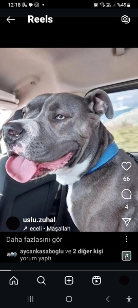 Amerikan Staffordshire Terrier, Köpek  EFES fotoğrafı