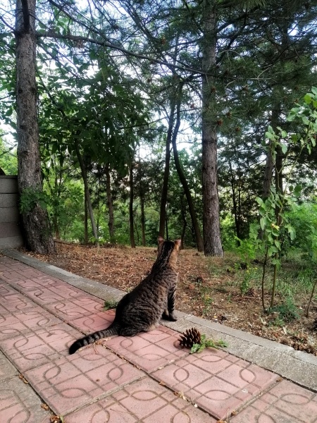 Tekir Kedi, Kedi  Sis fotoğrafı