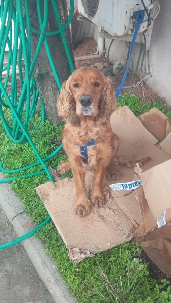 Amerikan Cocker Spaniel, Köpek  Junior fotoğrafı