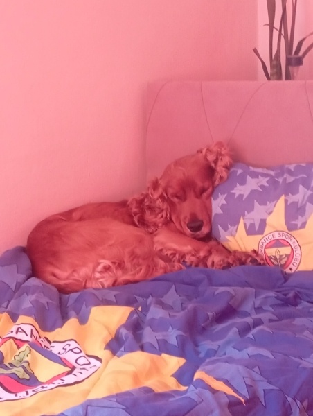 Amerikan Cocker Spaniel, Köpek  Junior fotoğrafı