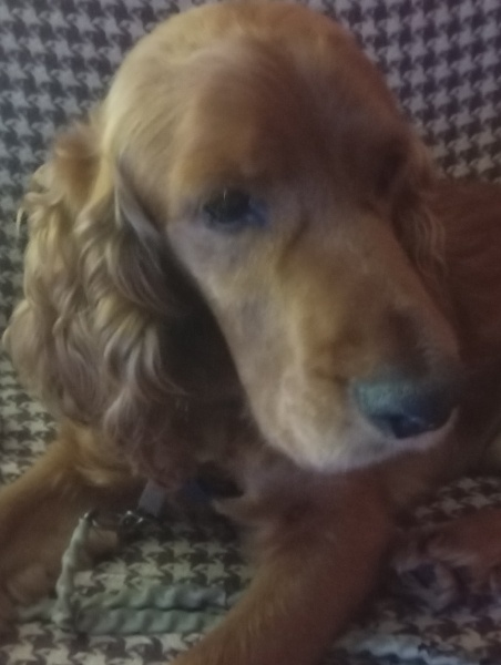 Amerikan Cocker Spaniel, Köpek  Junior fotoğrafı