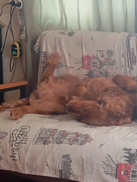 Amerikan Cocker Spaniel, Köpek  Junior fotoğrafı