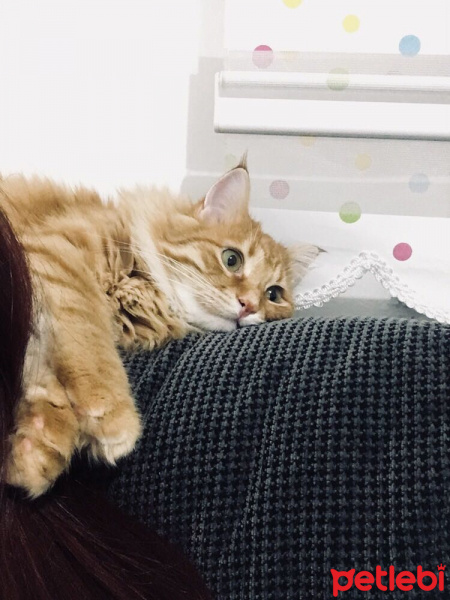 Tekir Kedi, Kedi  Rıfkı fotoğrafı