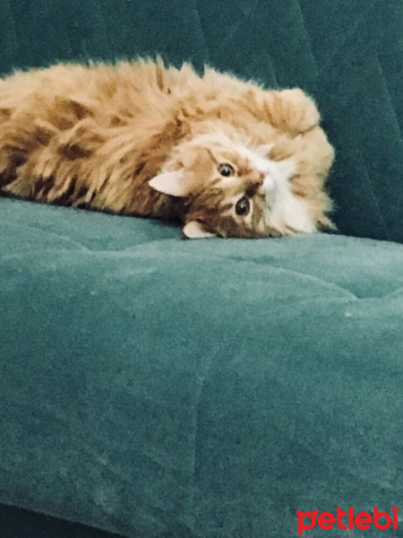 Tekir Kedi, Kedi  Rıfkı fotoğrafı
