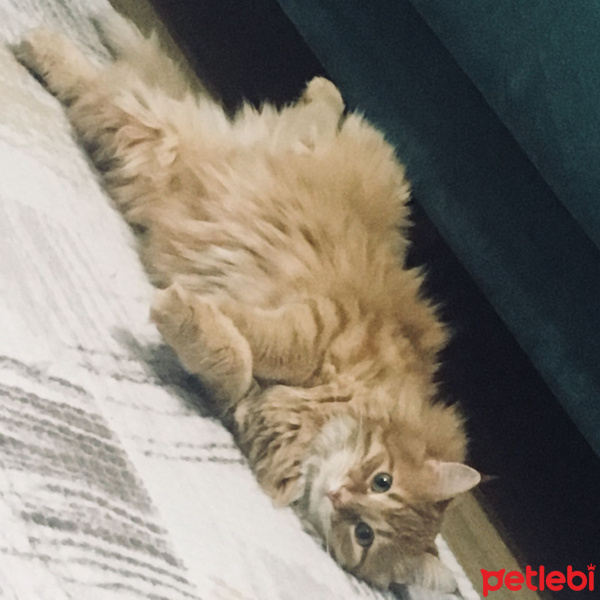 Tekir Kedi, Kedi  Rıfkı fotoğrafı
