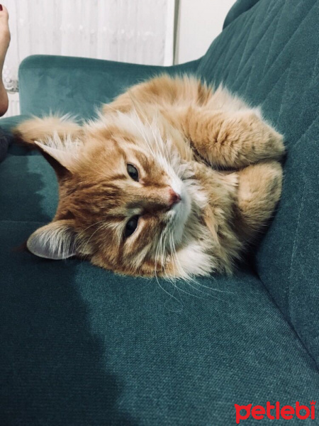 Tekir Kedi, Kedi  Rıfkı fotoğrafı