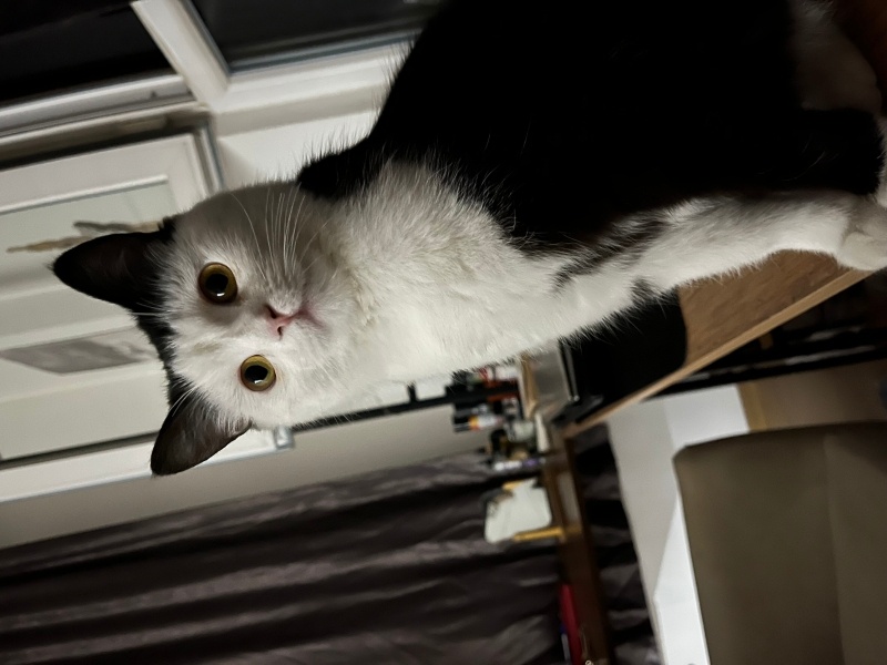 Tekir Kedi, Kedi  Gofret fotoğrafı