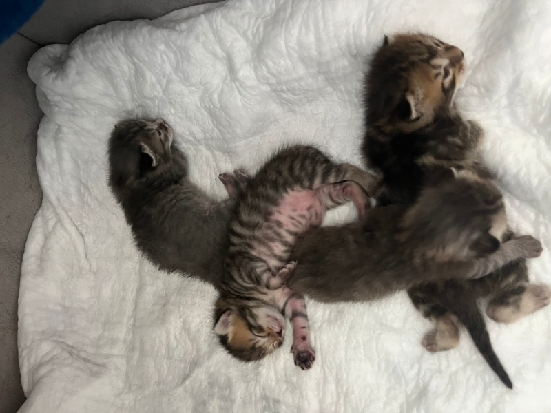 Tekir Kedi, Kedi  Gofret fotoğrafı