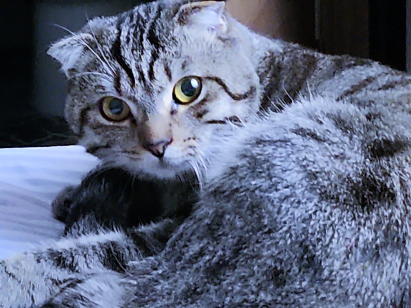 Scottish Fold, Kedi  Leo fotoğrafı