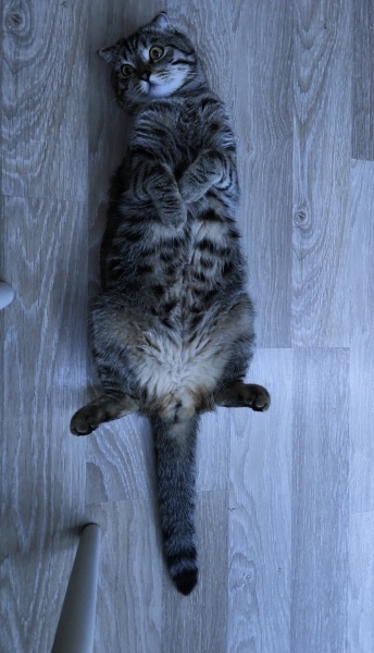 Scottish Fold, Kedi  Leo fotoğrafı