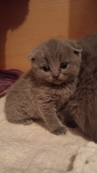 Scottish Fold, Kedi  Pati fotoğrafı