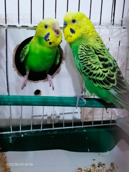 Muhabbet Kuşu, Kuş  Zeytin ( Dede ) fotoğrafı