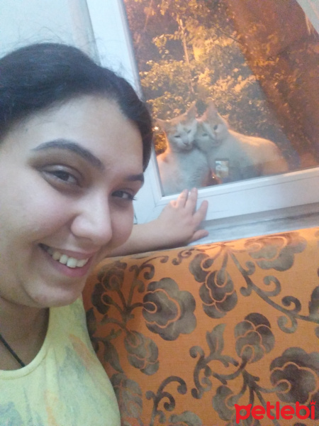 Tekir Kedi, Kedi  Sütlaç fotoğrafı