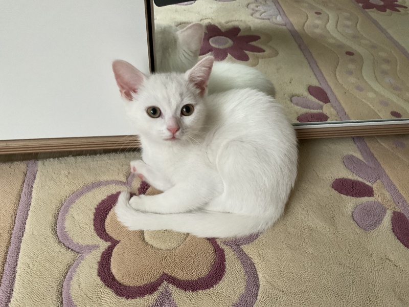 British Shorthair, Kedi  Yuna fotoğrafı