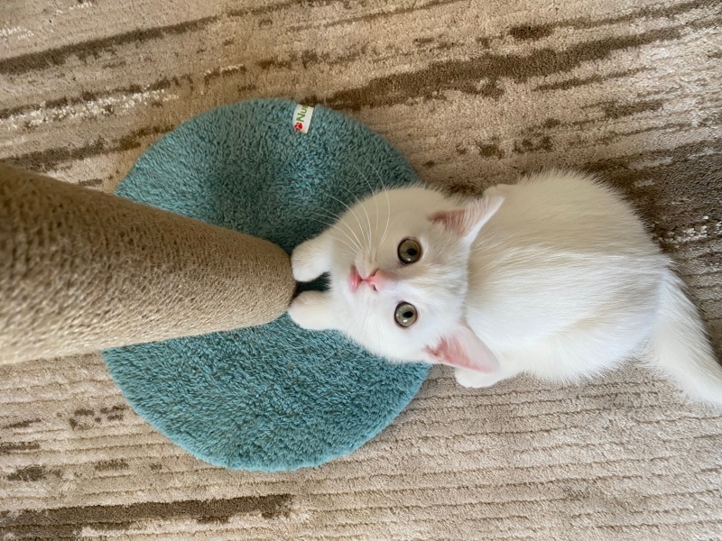 British Shorthair, Kedi  Yuna fotoğrafı