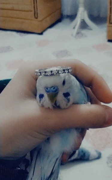 Muhabbet Kuşu, Kuş  Bulut fotoğrafı