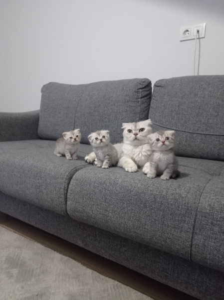Scottish Fold, Kedi  Schottish fold fotoğrafı