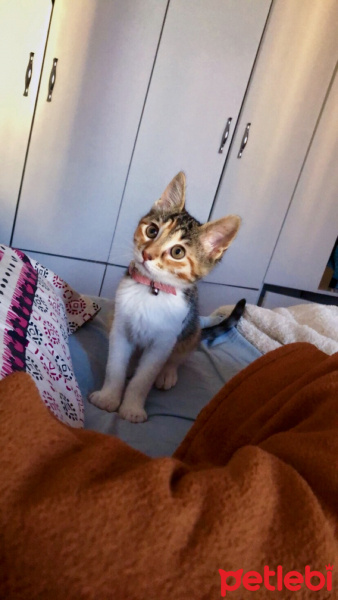 Tekir Kedi, Kedi  Mocha fotoğrafı