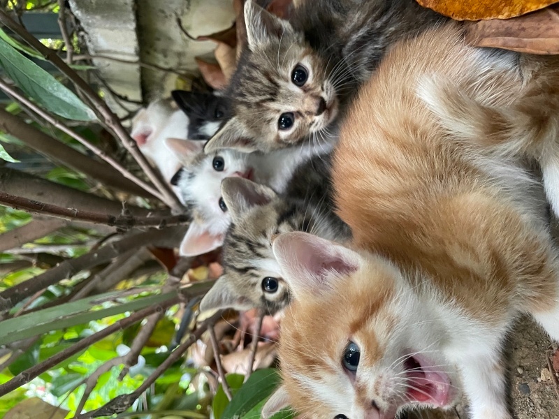 Tekir Kedi, Kedi  Sevimli 6 Yavru Kedi, Sıcacık Yuvalarını Arıyor! fotoğrafı
